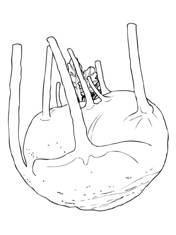 Kohlrabi Root Coloring Page